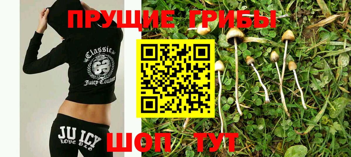 Псилоцибиновые грибы Psilocybine cubensis Домодедово